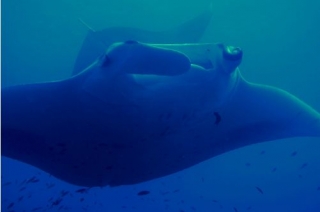  Escuela de buceo 